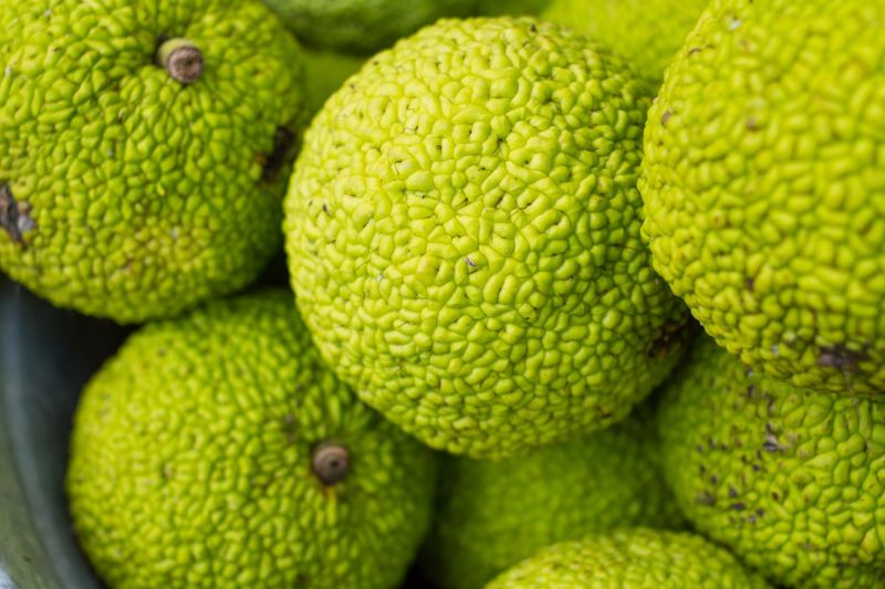 Science Results On Hedge Apples And Bugs Science Results On Hedge Apples And Bugs