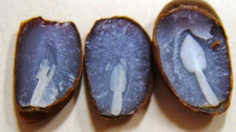 Science Says It’s Folklore, Not A Forecast Science Says It’s Folklore, Not A Forecast