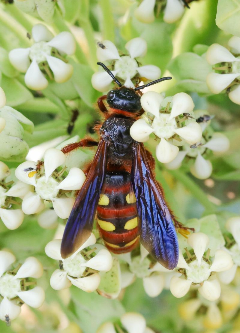 Scoliid Wasps Hunt Lawn Grubs