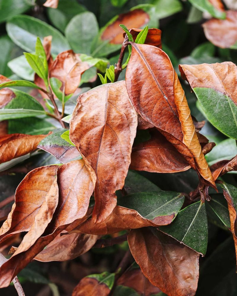 Scorched-Looking Foliage May Sit Atop Healthy Wood Scorched-Looking Foliage May Sit Atop Healthy Wood