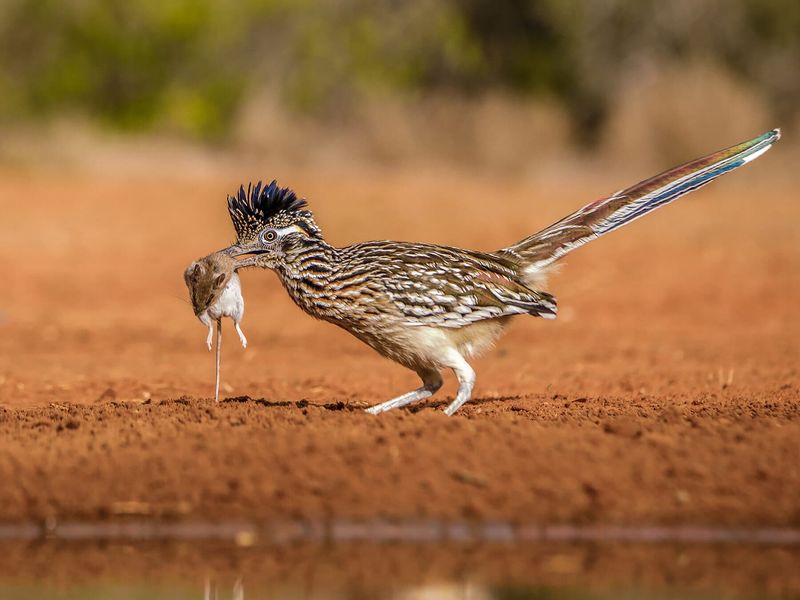 Scorpions are only one part of the roadrunner’s diet