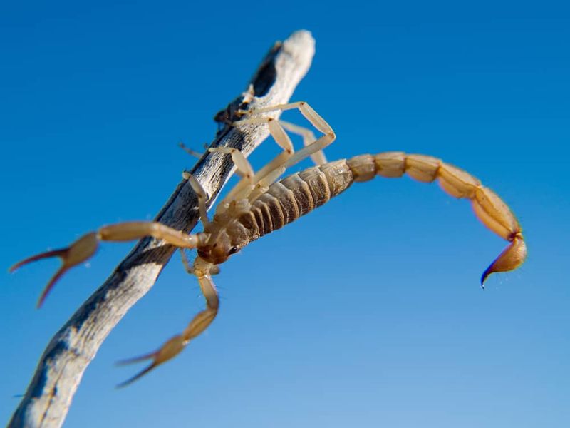 Scorpions are possible prey, not a promise Scorpions are possible prey, not a promise