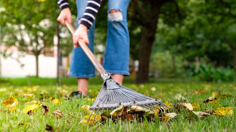 Scout Your Yard Before You Grab The Rake