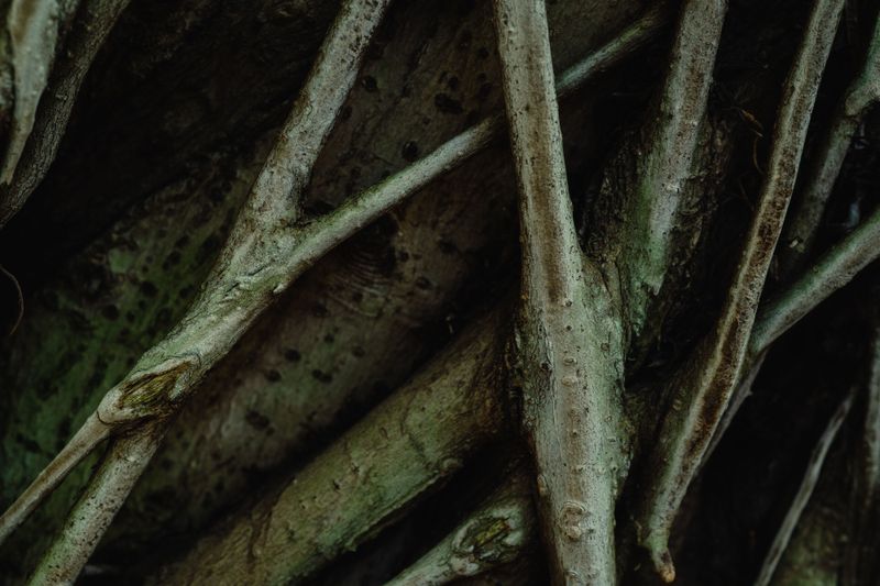 Scratch The Bark Where Roots Should Form