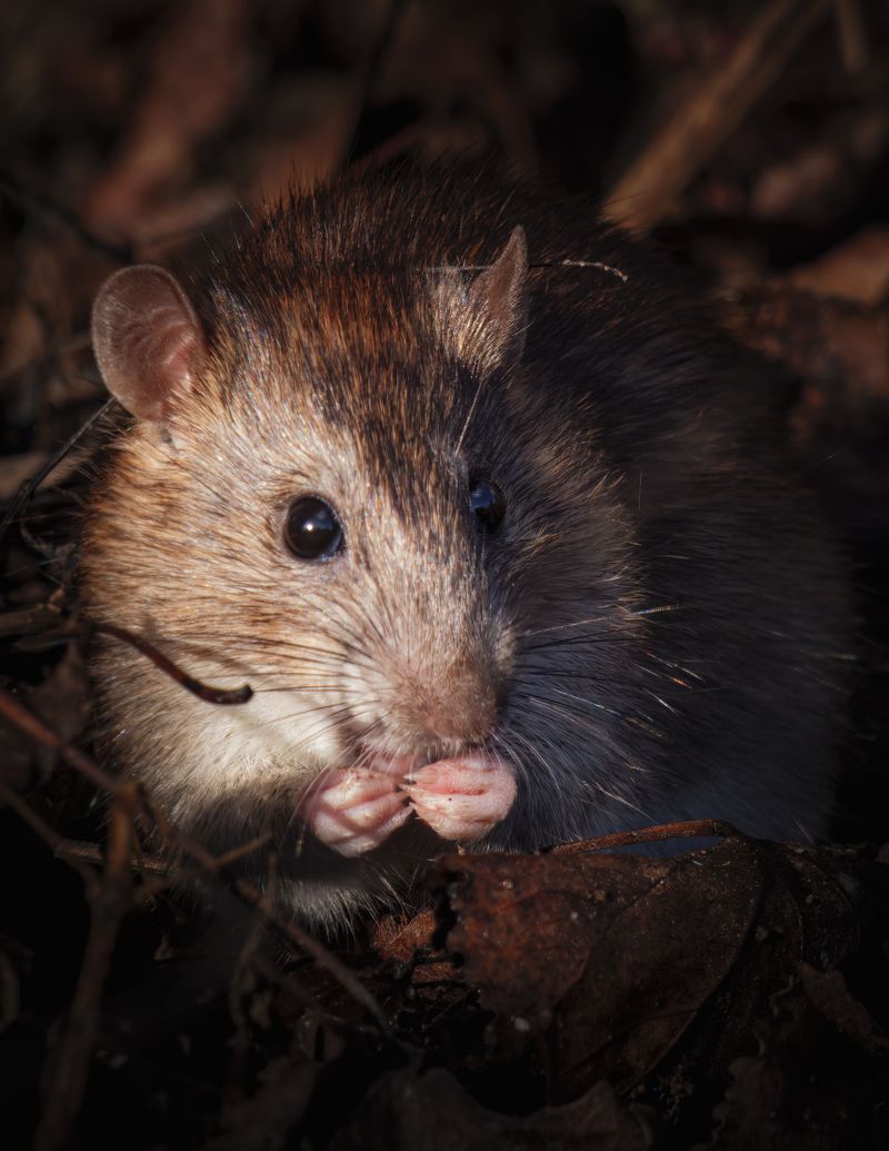 Scratching And Rustling Sounds At Night Scratching And Rustling Sounds At Night