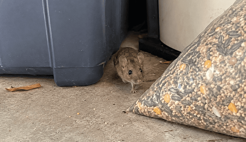 Scratching In The Walls Often Starts As Nights Get Cooler