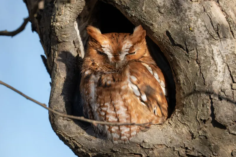 Screech Owls Whinny Like Tiny Horses