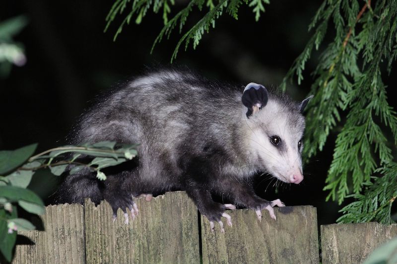 Scruffy Looks Aside, It Earns Its Keep After Dark Scruffy Looks Aside, It Earns Its Keep After Dark