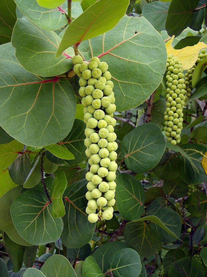 Sea Grape Sea Grape