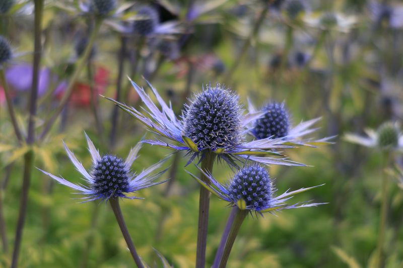 Sea Holly Shows Off Spiky Steel-Blue Drama Sea Holly Shows Off Spiky Steel-Blue Drama