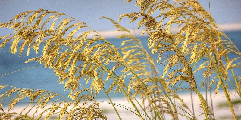 Sea Oats Sea Oats