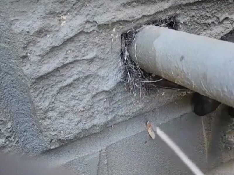 Seal Gaps Before Mice Find Them Seal Gaps Before Mice Find Them