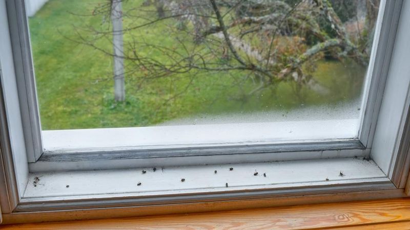 Sealing Window Cracks Now Keeps Red Mites Out Next Spring