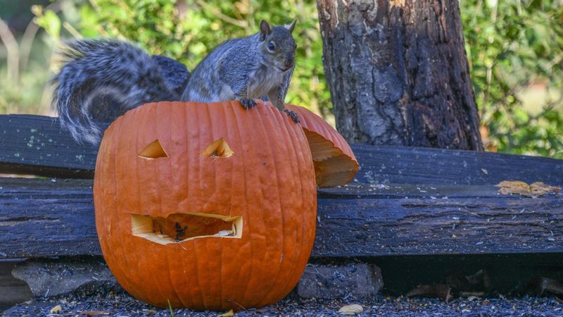 Sealing Your Pumpkin Helps In The California Heat Sealing Your Pumpkin Helps In The California Heat