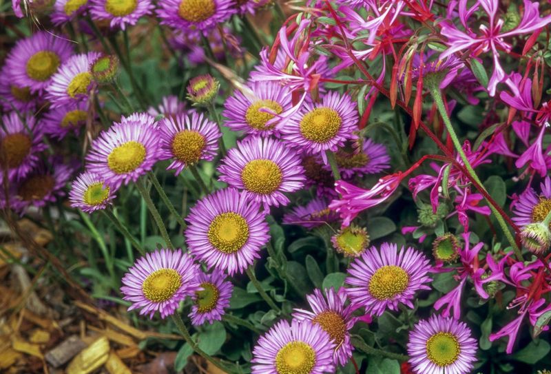 Seaside Daisy Brings You Coastal Charm That Spreads