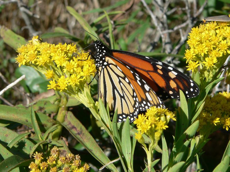 Seaside Goldenrod Feeds Monarchs Along The Coast Seaside Goldenrod Feeds Monarchs Along The Coast