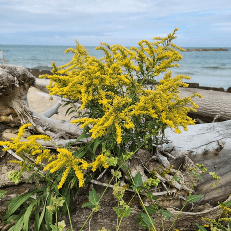 Seaside Goldenrod Thrives Near The Coast Seaside Goldenrod Thrives Near The Coast