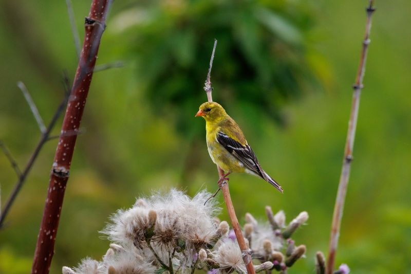 Seasonal Movement Can Bring More Goldfinches Southward Seasonal Movement Can Bring More Goldfinches Southward