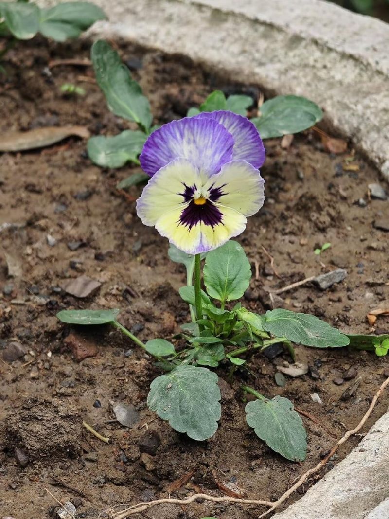 Second Bloom After The Thaw