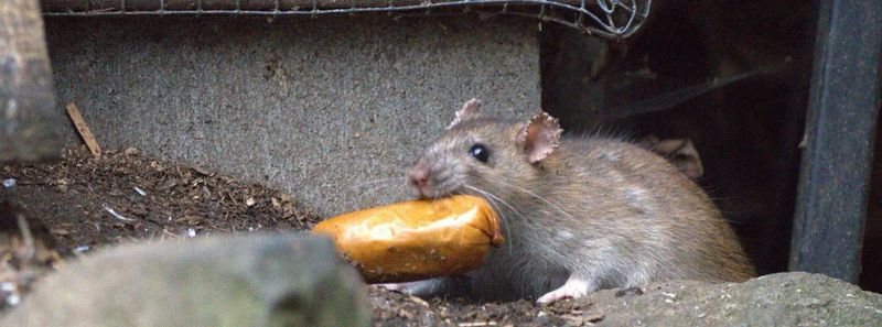 Secure food and water that can support rodents