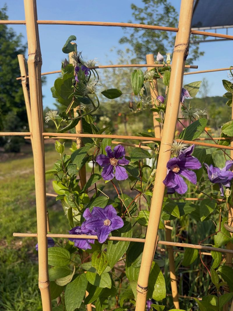 Securing Loose Stems Protects Brittle Vines From Winter Wind