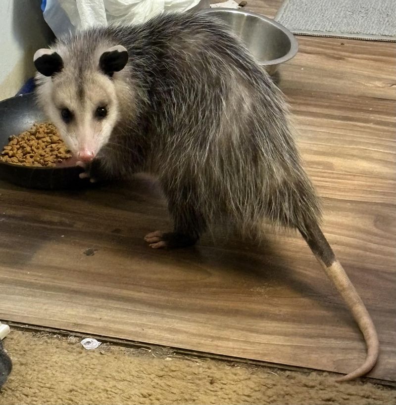 Securing Trash And Pet Food Can Keep Visits Brief Securing Trash And Pet Food Can Keep Visits Brief