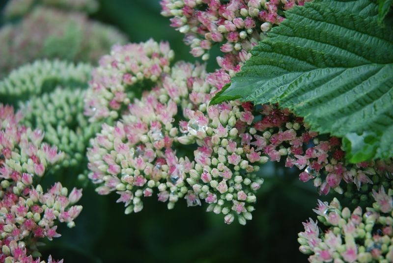 Sedum Autumn Joy For Easy Rosy Color Sedum Autumn Joy For Easy Rosy Color
