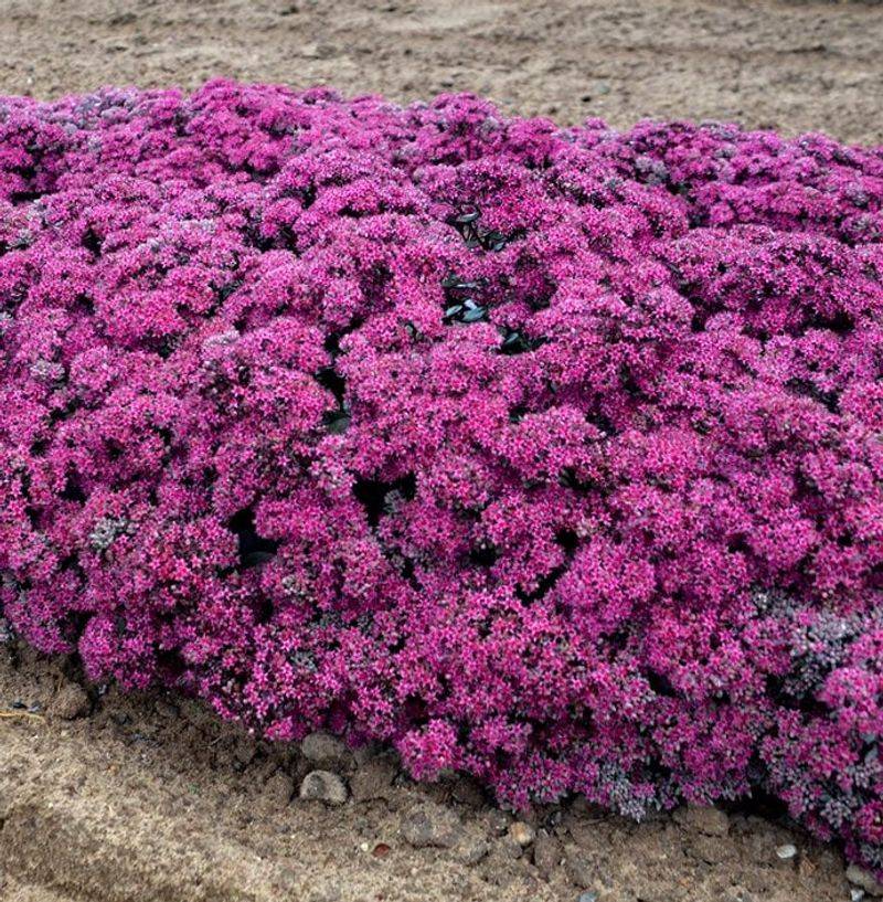 Sedum Covers Hot, Dry Spots Weeds Usually Win Sedum Covers Hot, Dry Spots Weeds Usually Win