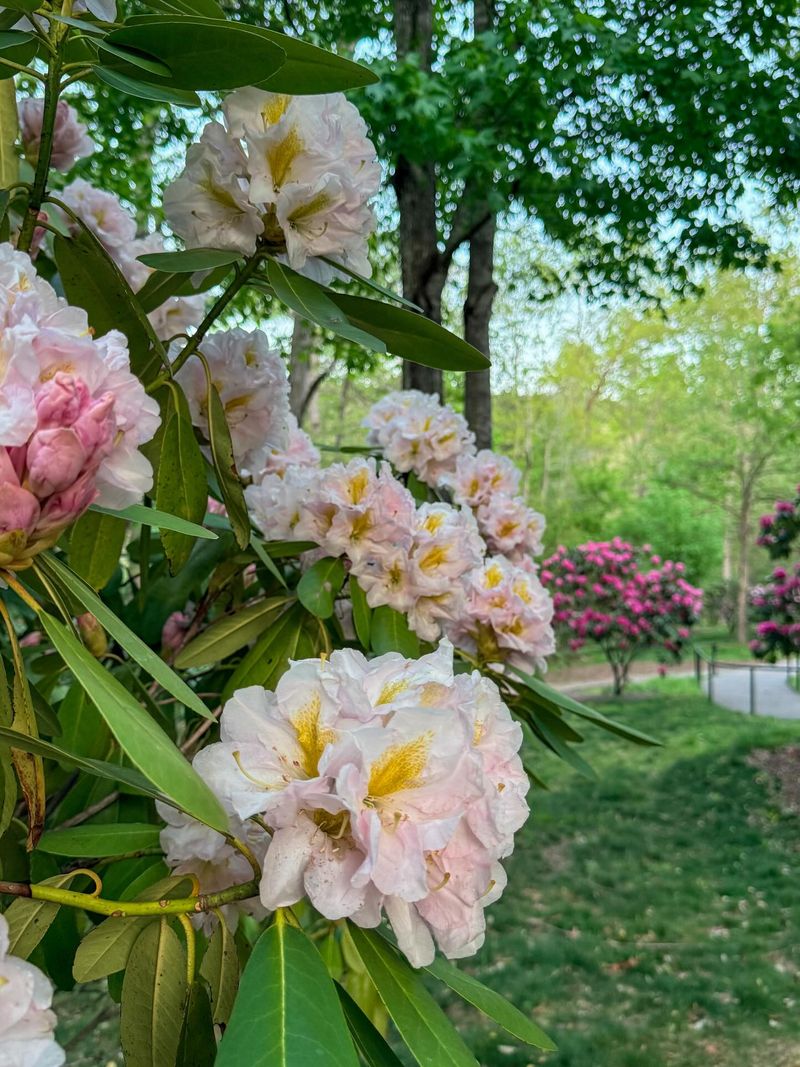 See Rosebay Rhododendron At The N.C. Arboretum See Rosebay Rhododendron At The N.C. Arboretum