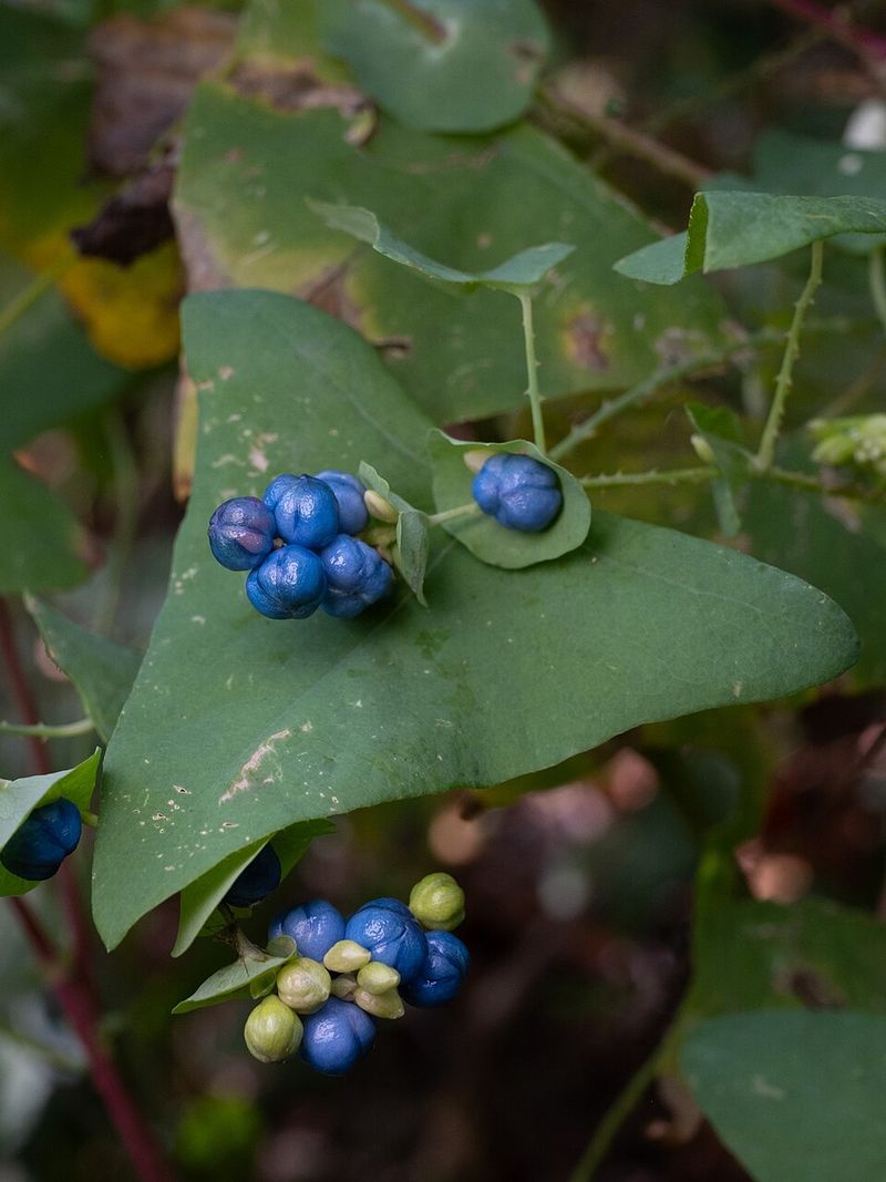 Seed Banks That Shrink Over Several Seasons