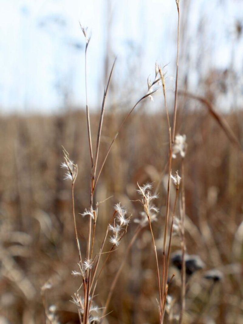 Seed-Eating Birds Find Food And Cover In The Clumps