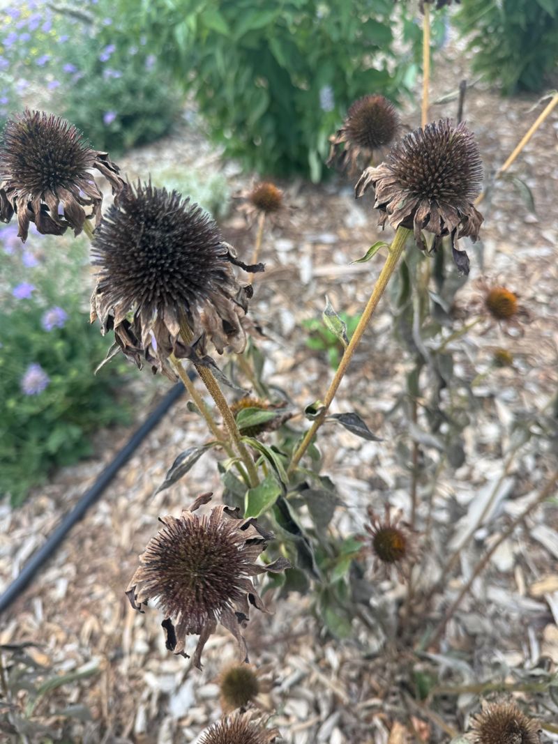 Seed Heads Form Right Behind The Petals