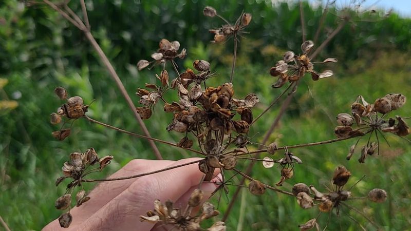 Seed Heads Still Standing In Autumn Are Worth Removing Before Winter Seed Heads Still Standing In Autumn Are Worth Removing Before Winter