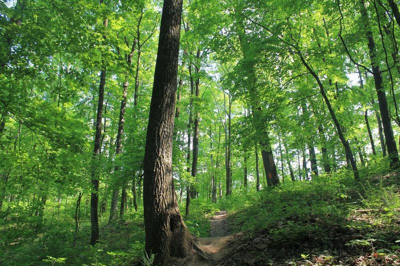 Seed Orchards And Wilderness Areas Are Off Limits