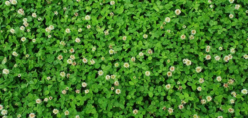 Seed Ratios Matter When Mixing Microclover Into Existing Turf Seed Ratios Matter When Mixing Microclover Into Existing Turf