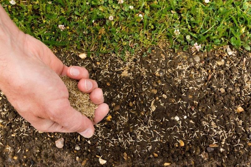 Seed-To-Soil Contact Is The Deciding Factor