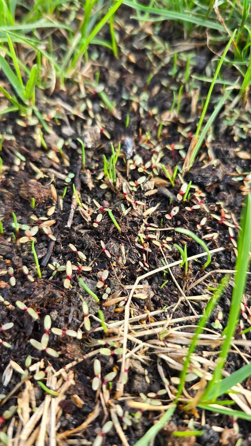 Seed Tossed Onto Hard Ground Seed Tossed Onto Hard Ground