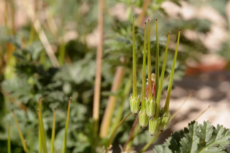 Seed production and dispersal help filaree spread