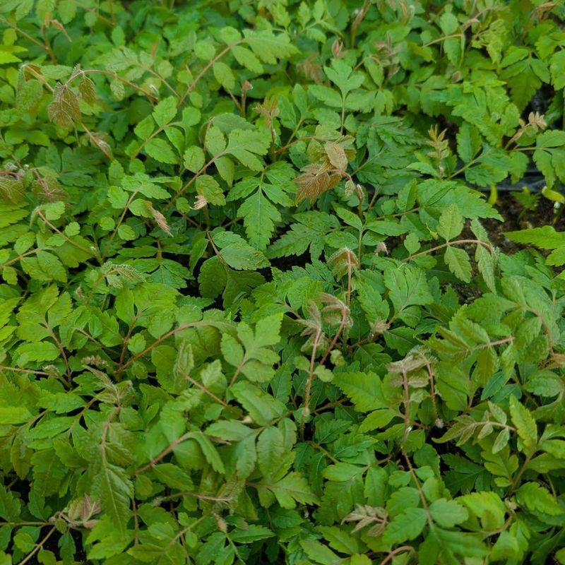 Seedlings Can Sprout By The Dozens The Following Spring