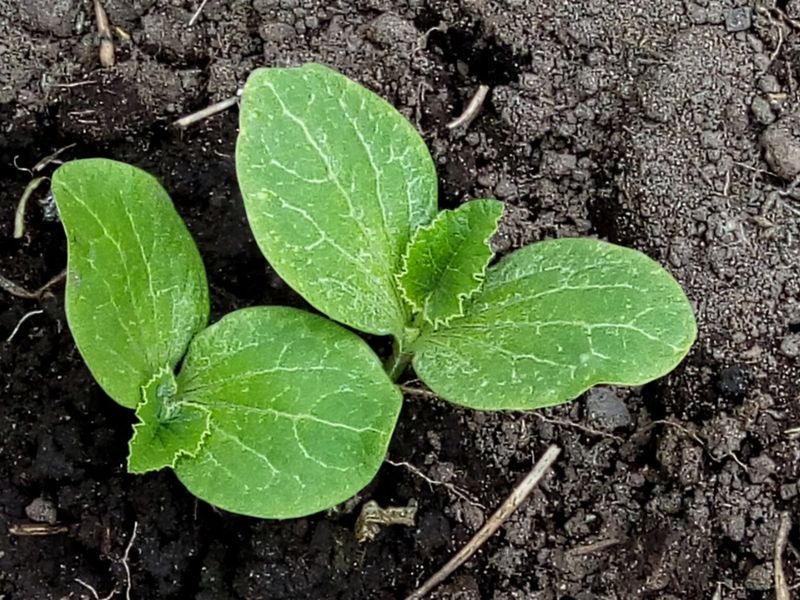 Seedlings Get Started Indoors In Early Spring