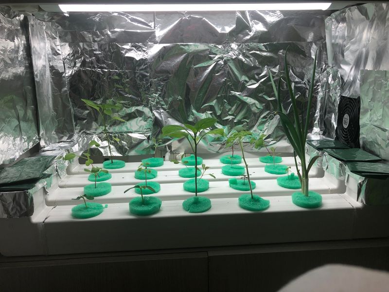 Seedlings Grow Sturdier Under Reflected Light Seedlings Grow Sturdier Under Reflected Light
