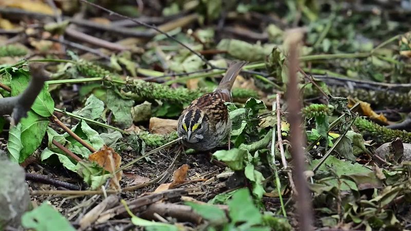 Seeds And Small Insects Hide Beneath Fallen Leaves