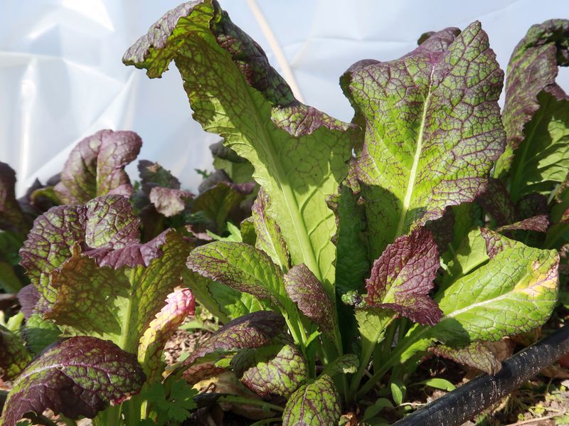 Seeds Can Be Sown Directly Into Prepared Garden Soil