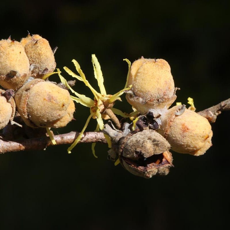 Seeds Can Fly As Far As 30 Feet Seeds Can Fly As Far As 30 Feet