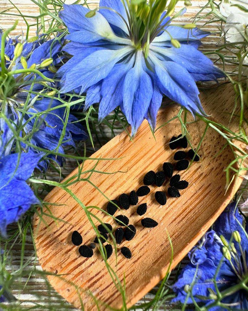 Seeds Do Best When Sown Directly Where Plants Will Grow Seeds Do Best When Sown Directly Where Plants Will Grow