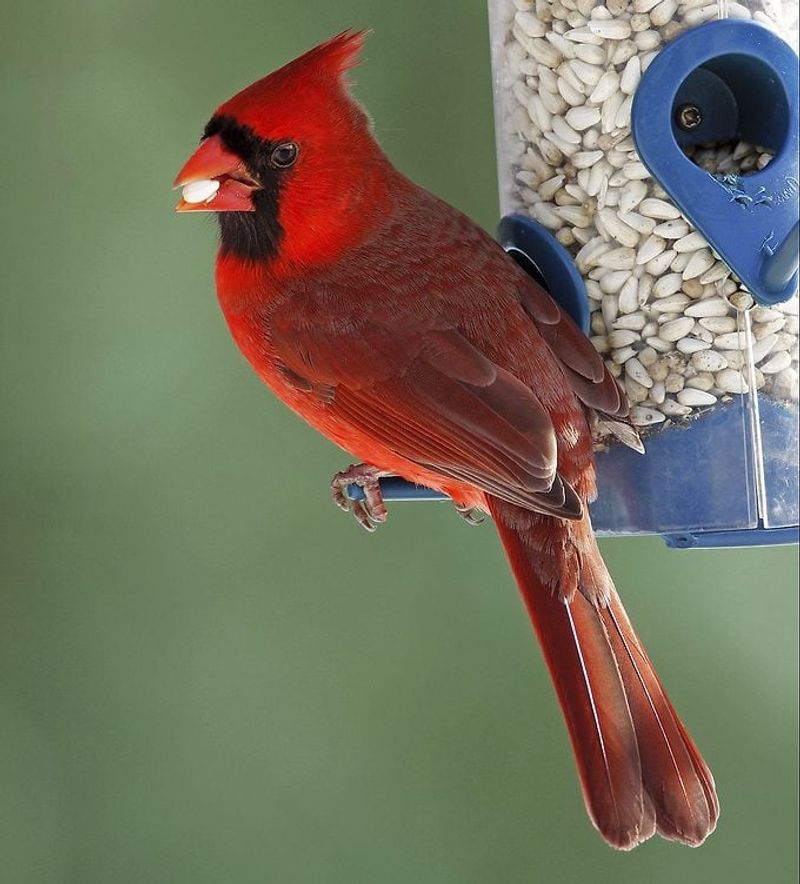 Seeds Keep Cardinals Well Fed
