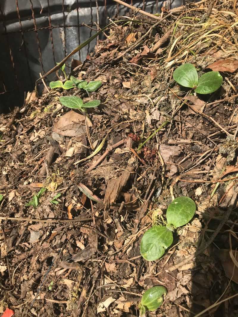 Seeds Left Behind May Sprout Next Spring Seeds Left Behind May Sprout Next Spring