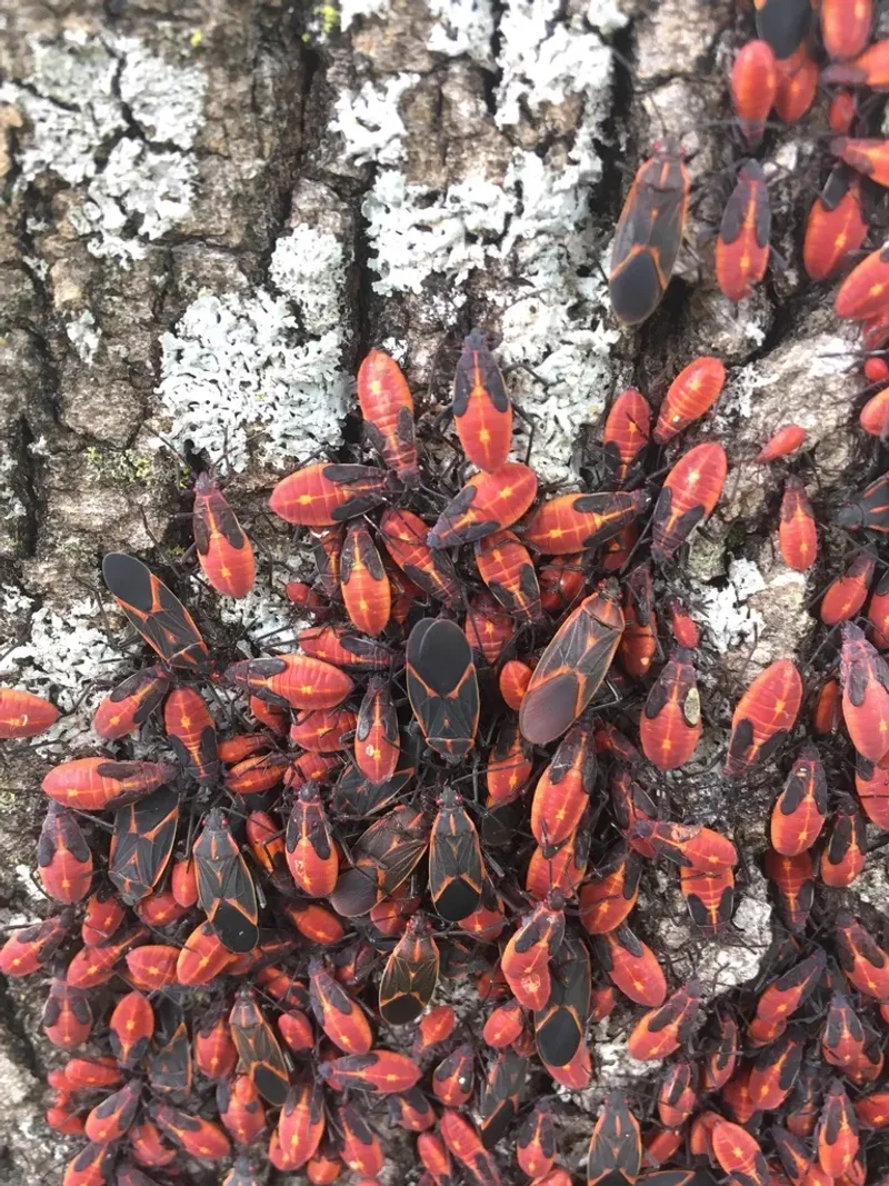 Seeds Of Female Boxelder Trees Are Their Main Food Source Seeds Of Female Boxelder Trees Are Their Main Food Source