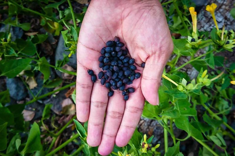 Seeds Offer Another Way For Four O’Clocks To Come Back