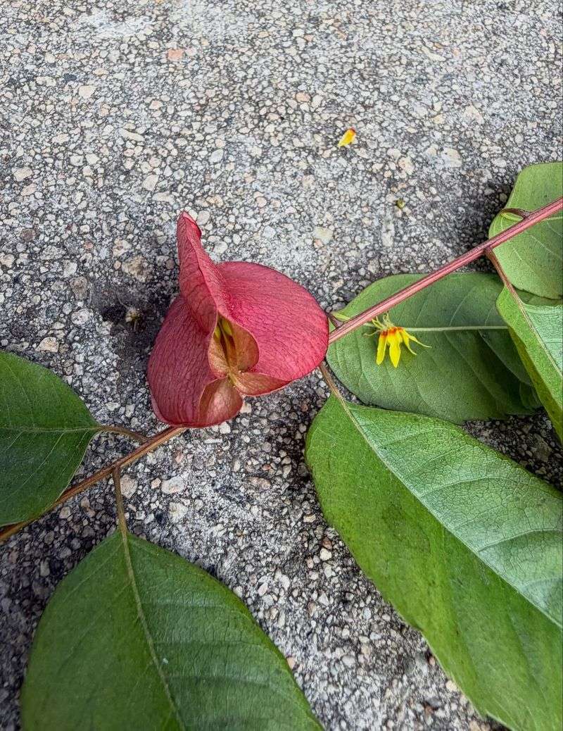 Seeds Often Land In Flower Beds And Pavement Cracks